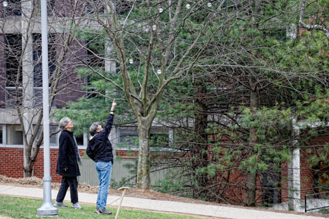 Two people look up at one of a small array of clear ornaments hanging on a leafless tree on campus.