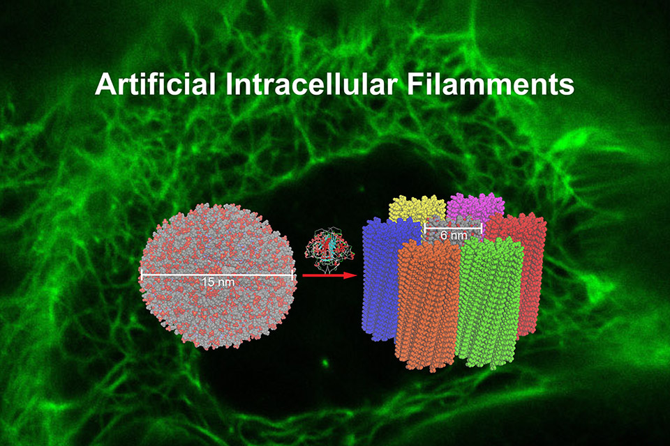Paper title: "Artificial Intracellular Filaments" 