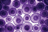 Cells Under Microscope