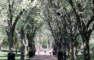 Davis Square