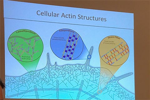 Participant presenting.  Slide is titled “Cellular Actin Sturctures”.  3 sections are labeled: Lamellipodium, branched actin array; Filopodiumn, linear bundle parallel filaments; Stress Fiber, linear bundle of missed polarity