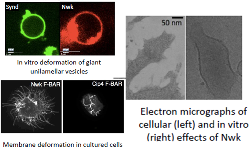 Upper left: pair of images with caption "In vitro deformation of giant unilamellar vesicles." the left half is labeled "Synd" and shows a green ring.  The right half is labeled "Nwk" and shows a red ring that is disintegrating.  Lower left pair of images is labeled "Membrane deformation in cultured cells.  The left half is labeled Nwk F-BAR and the right image of a cell is labeled Cip4 F-BAR.  On the right is a pair of images titled "Elecytron micrographs of cellular (left) and in vitro (right) effects of Nwk. the image is labeled 50 nm.