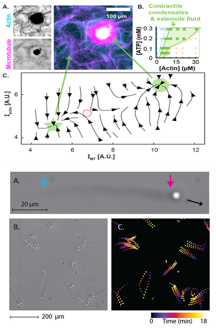 MT-actin composites (A) lead to novel states (B) that exhibit coexistence of extensile and contractile fluids (C)