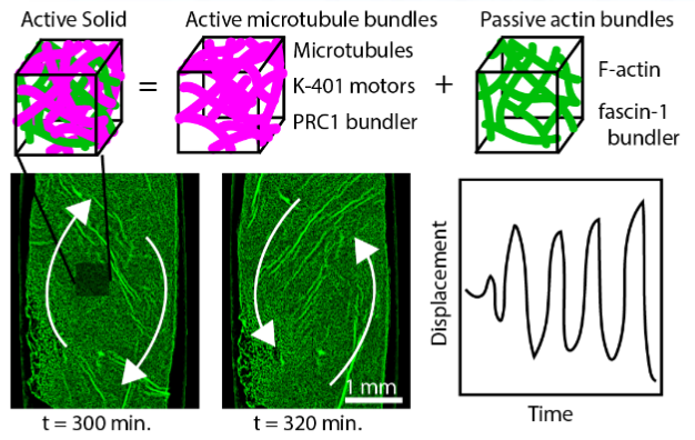 Top: Schematic of the active elastomer composed of Fascin-bundled actin with intercalating microtubule bundles. Bottom: Visual representation of the system-sized elastic shear waves that emerge in this material.