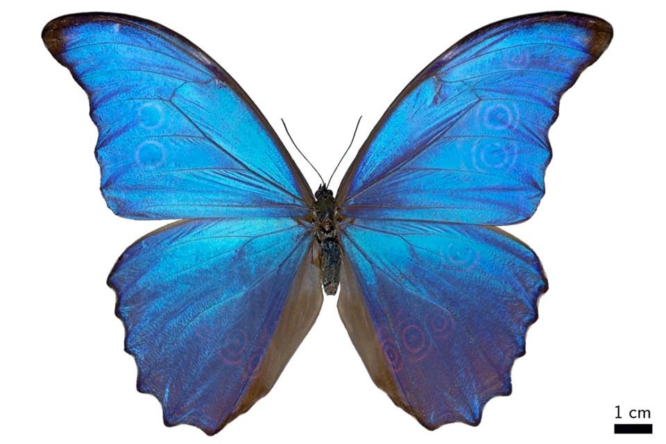 2019 Runnerup: Post-doc Dr. Simon Merminod for "Artificial Butterflies: Characterizing Interfacial Binding to Design"