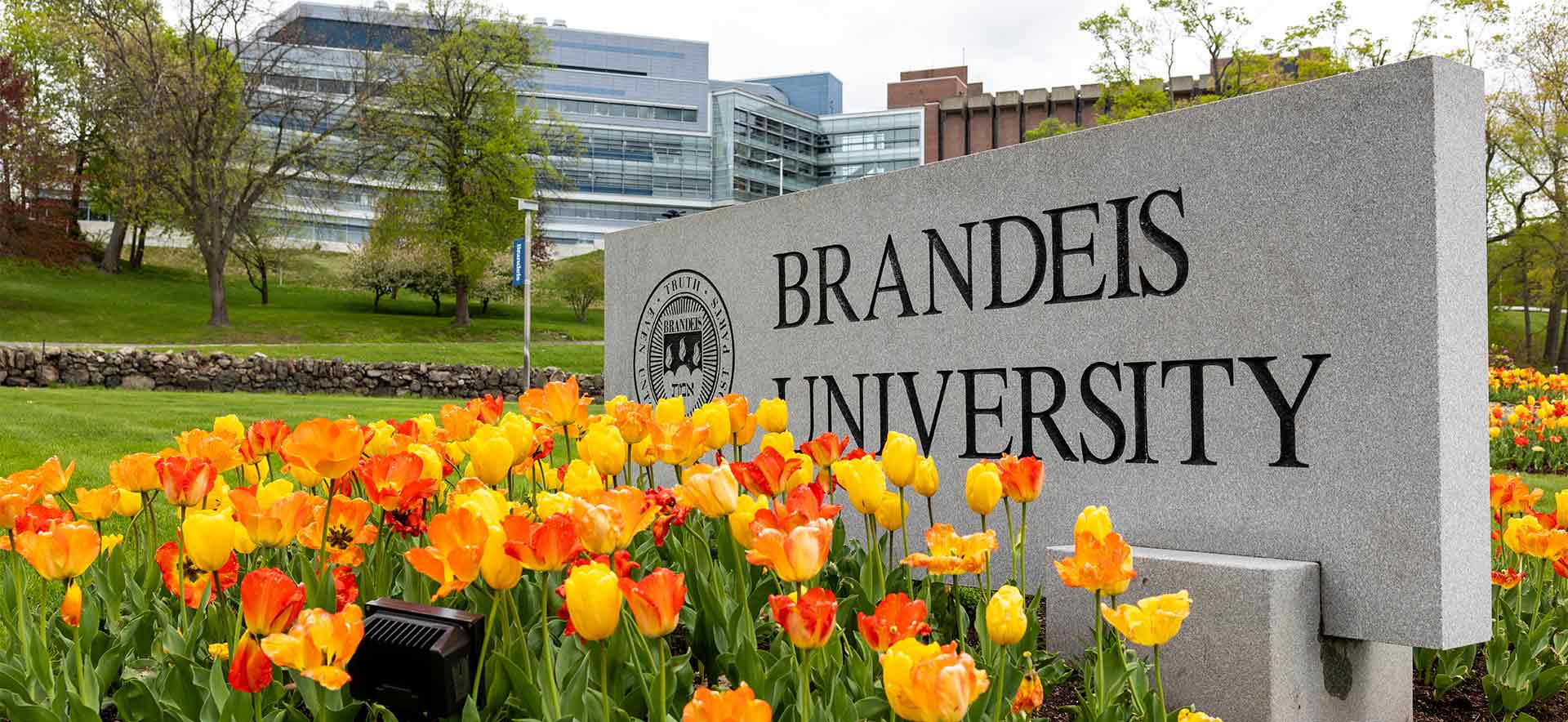 Brandeis University sign at the entrance of campus, brightly colored tulips are in the foreground