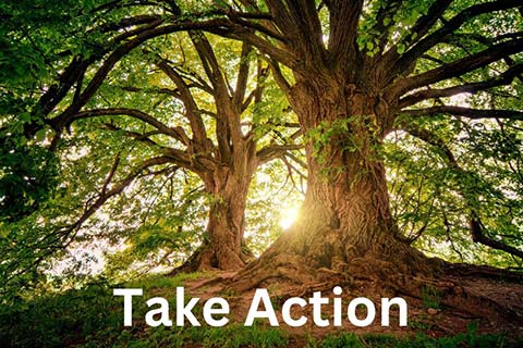Trees with sunlight shining through the branches, text reads: Take Action