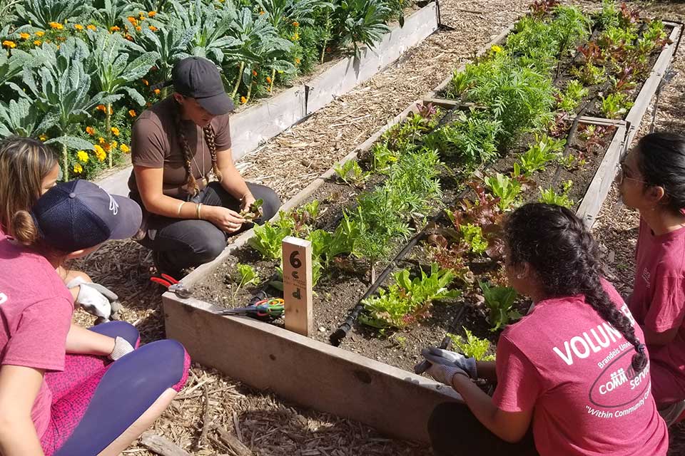 People farming at a raised bed