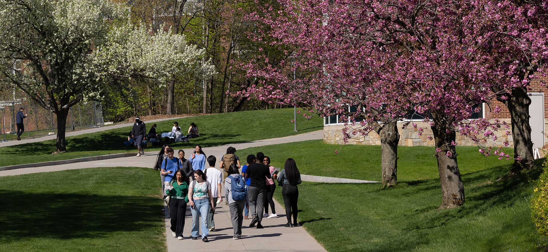Brandeis campus landscape