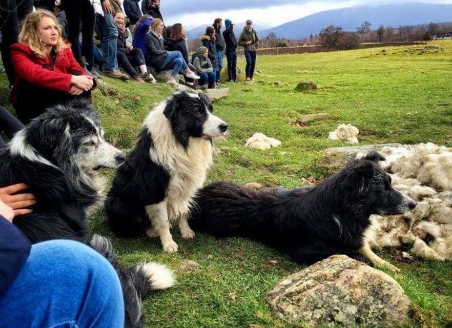 Dogs in Scotland