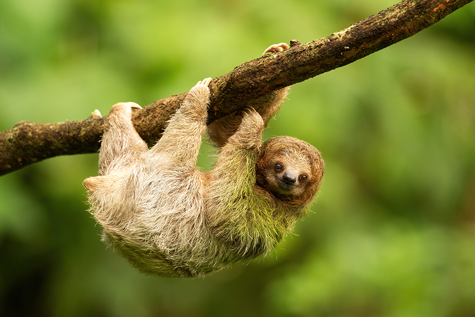 A sloth hangs from a tree branch