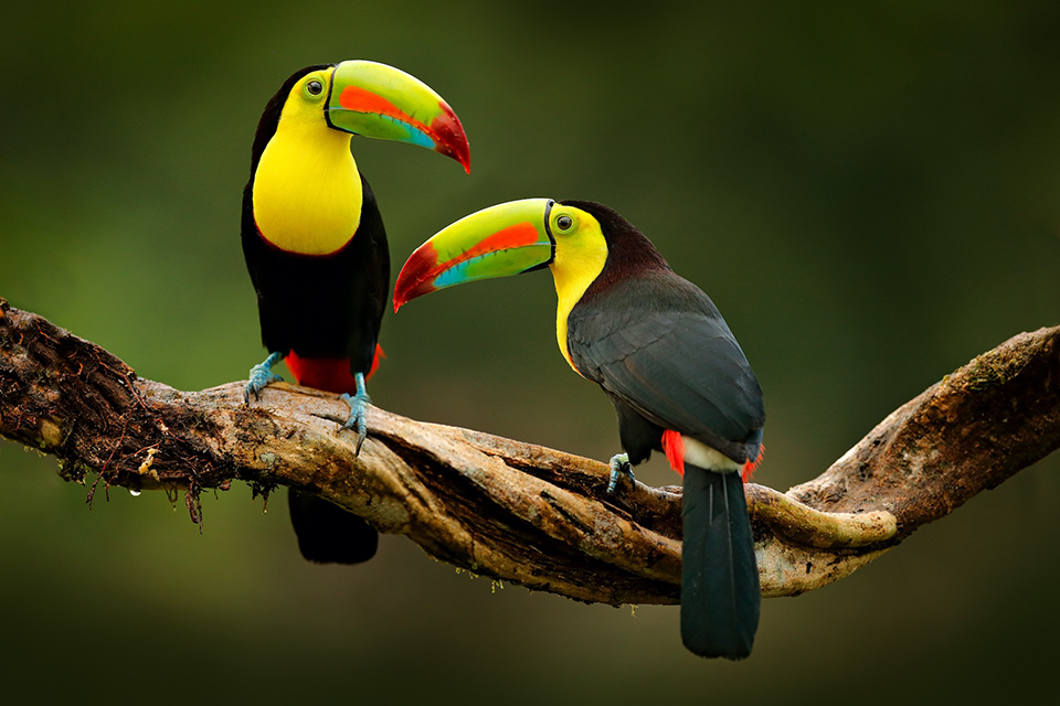 A toucan in a tree