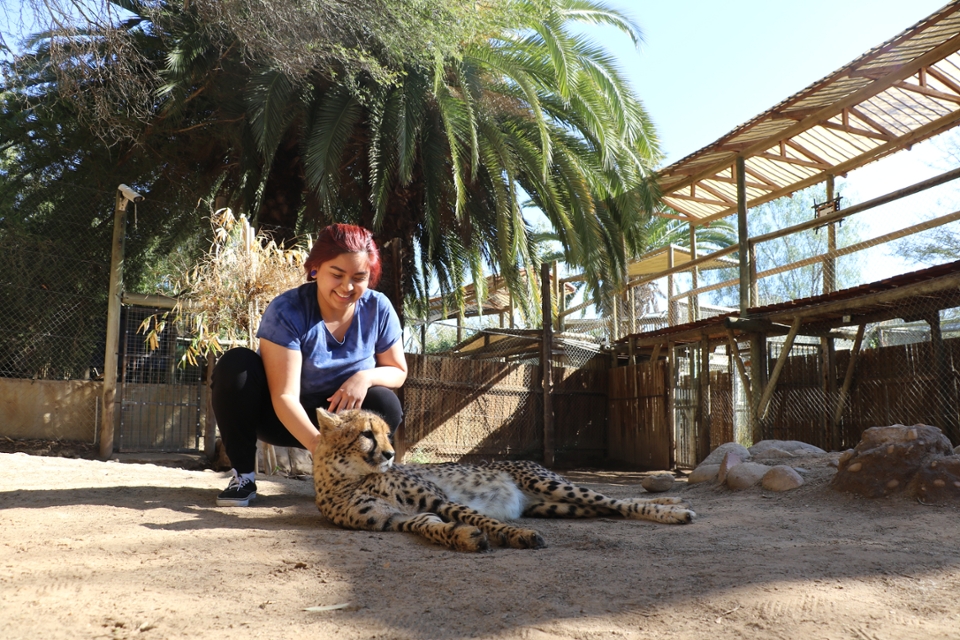 Zoila petting a cheetah