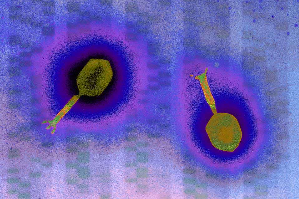 Bacteriophages that are yellow-greenish in color against a blue and purple background.