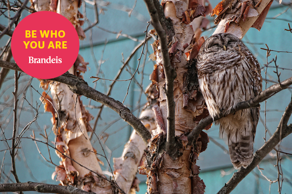 An barred owl settled in a tree with text that reads Be Who You Are. Brandeis.