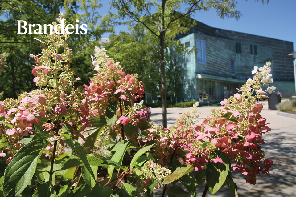 Flowers blooming with Shapiro Campus Center in the background