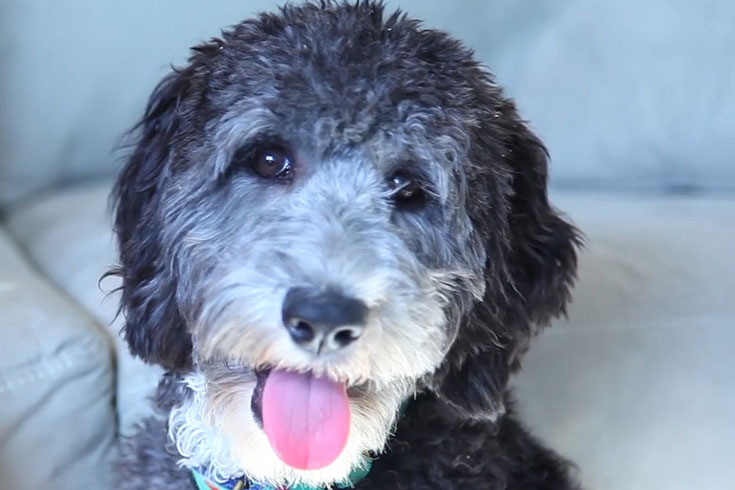 Lily the Labradoodle looks at the camera