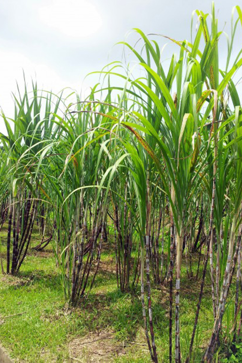 sugar cane