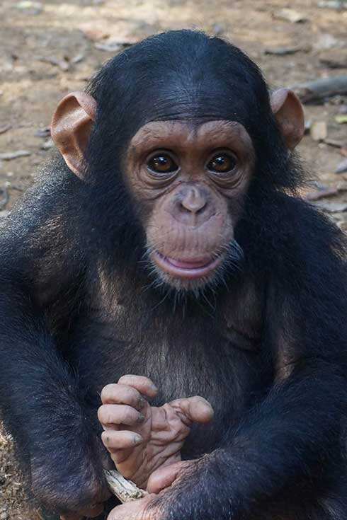 Chimpanzee