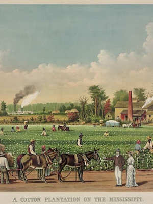 Photo of Cotton Plantation 