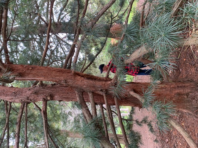 David Williams, a former teaching assistant for PEP, identifying trees in the cemetery.