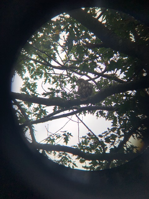 A red-tailed hawk sits perched in a tree.