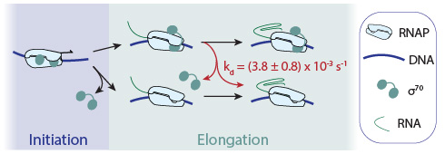 Bacterial RNA polymerase can retain σ70 throughout transcription Timothy T. Harden, Christopher D. Wells, Larry J. Friedman, Robert Landick, Ann Hochschild, Jane Kondev, and Jeff Gelles