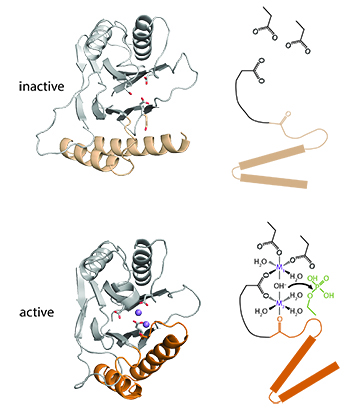 Active and inactive phosphates