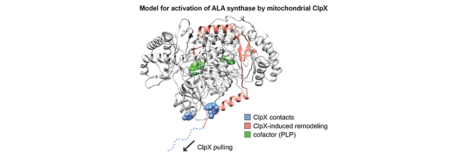 Model for activation of ALA synthase by mitochondrial ClpX