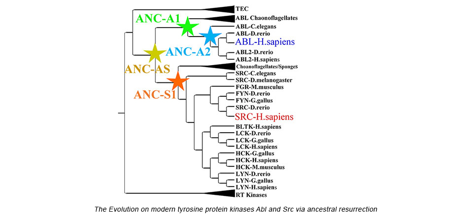 the evolution on modern tyrosine protein kinases Abl and Src via ancestral resurrection