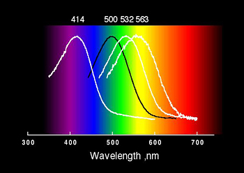 Figure showing the interactions of the retinal chromophore with amino acid side chains in the active site of the proteins