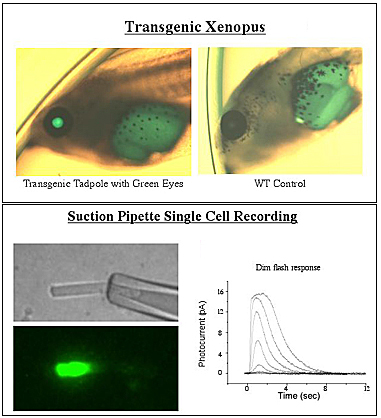 Figure showing transgenic xenopus and suction pipette single cell recording
