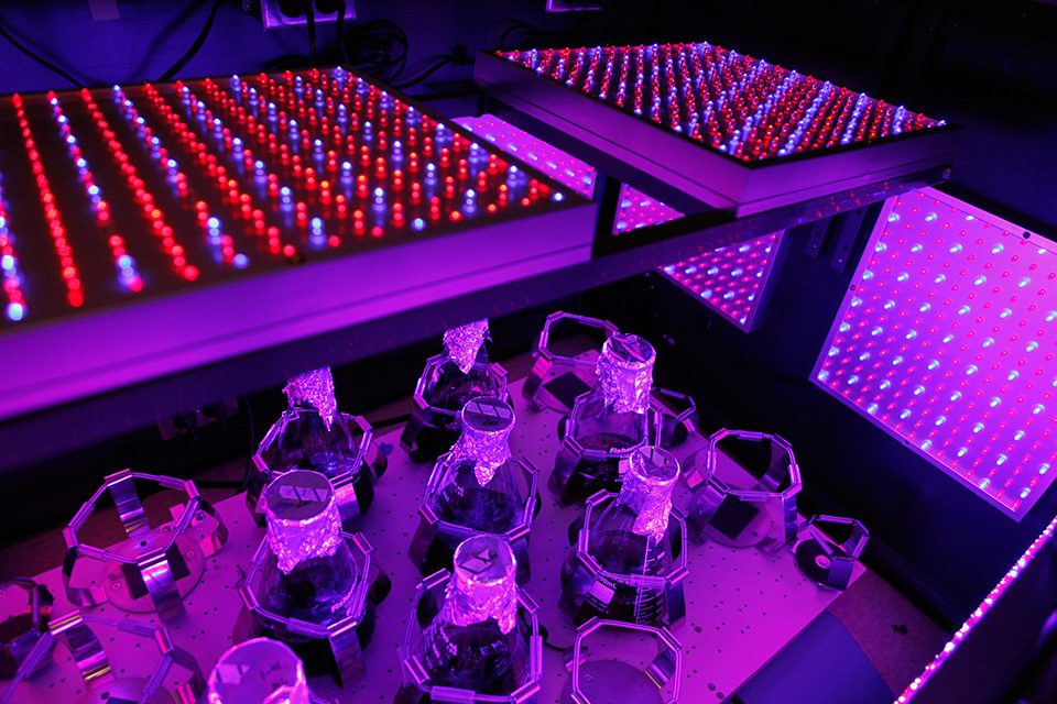 Algae growing in a Brandeis lab