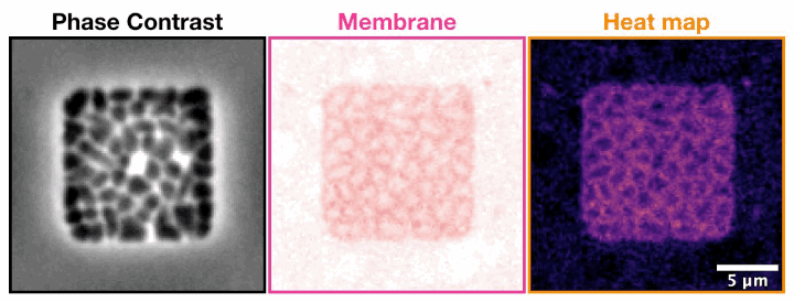 Archaeal cells trapped inside microfabricated chambers “fighting back” compression by decreasing membrane fluidity.