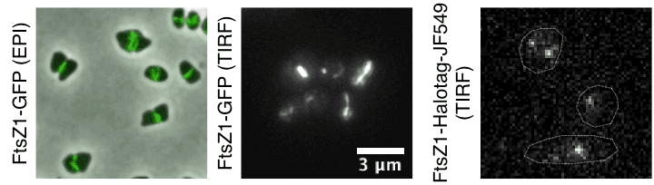 Time lapse of haloarchaeal cytoskeleton dynamics during cell division in Haloarchaea