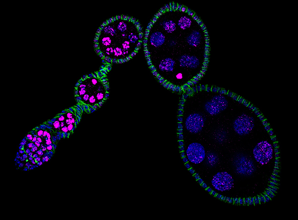 Drosophila ovariole