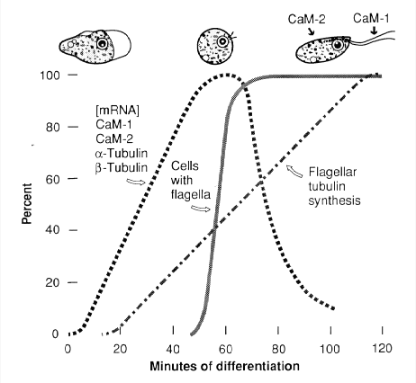 Cell Differentiation in Naegleria gruberi