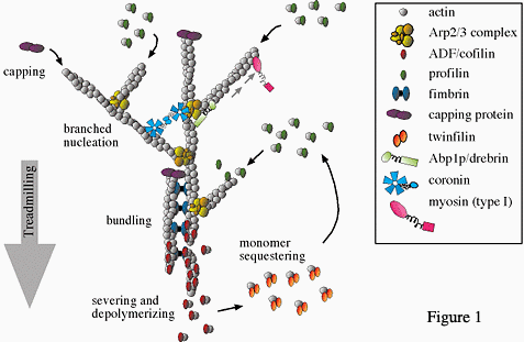 Figure 1. Crucial actin regulatory proteins that alter polymer dynamics, e.g. formins, Arp2/3 complex, and ADF/cofilin.