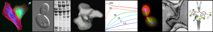 Figure 2. In vivo analyses include forward and reverse genetic screens, RNAi silencing, live-cell imaging to track cytoskeletal regulatory protein dynamics and polymer dynamics, and electron microscopy