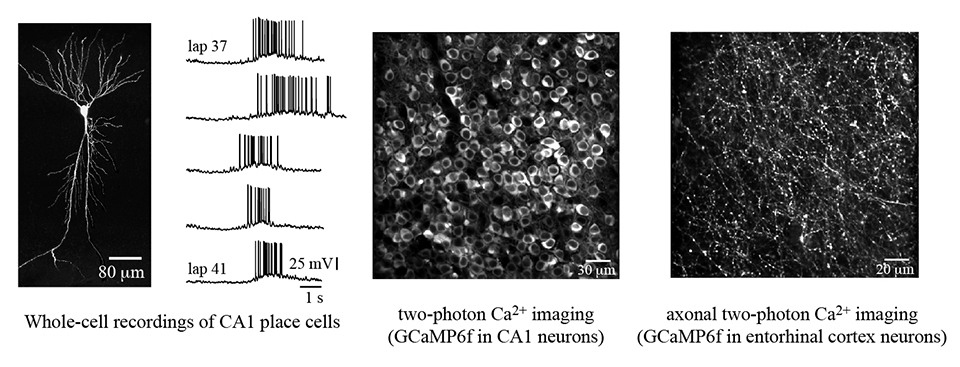 Grienberger Figure 2