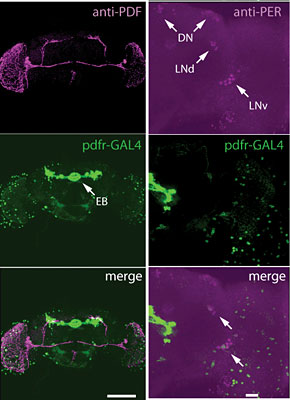 PDFR-GAL4 expresses in clock cells
