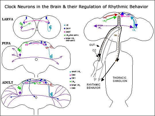 Clock neurons in the brain and their regulation of rhythmic behavior