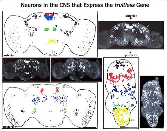 Neurons in the CNS that express the fruitless gene