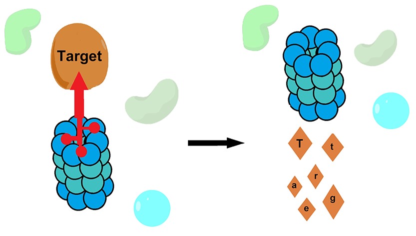 Figure 1. Targeted protein degradation