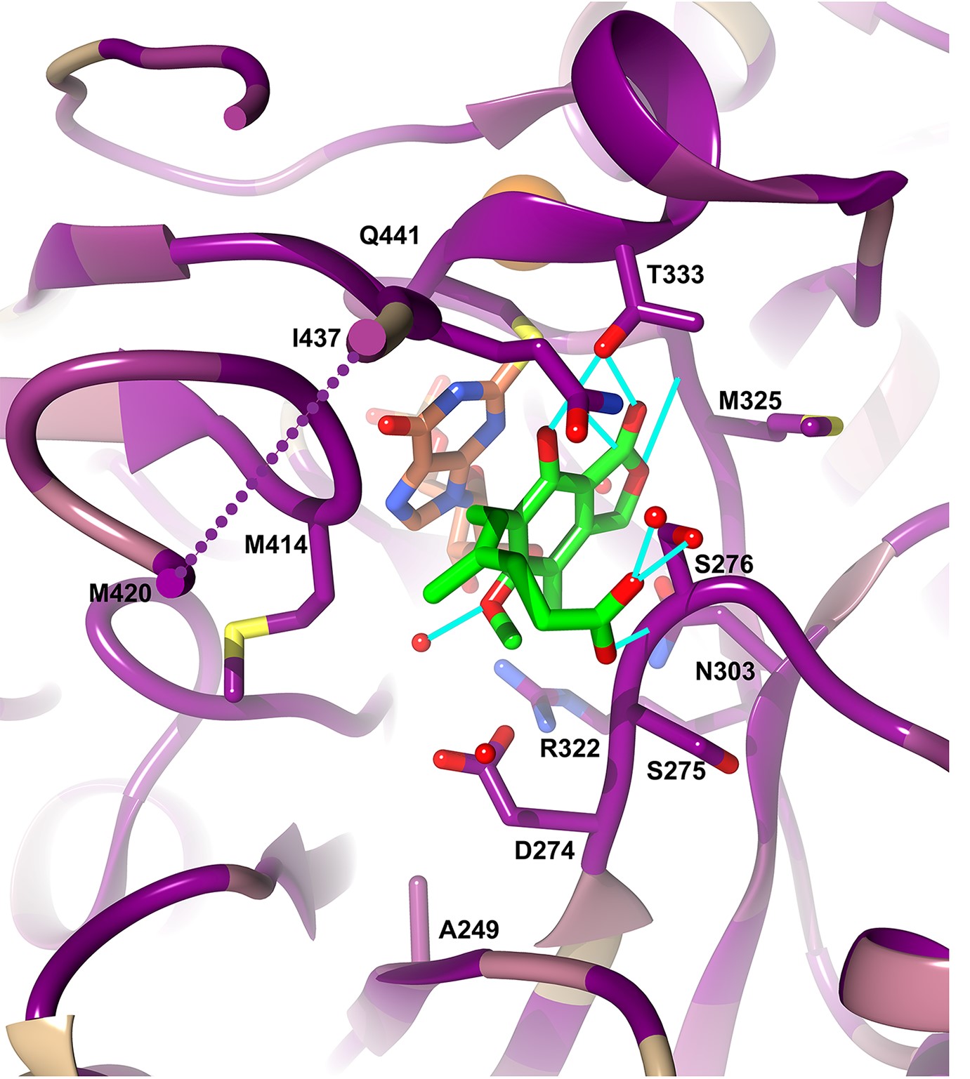 Figure 2.IMPDH-targeted drug discovery for infectious diseases.  