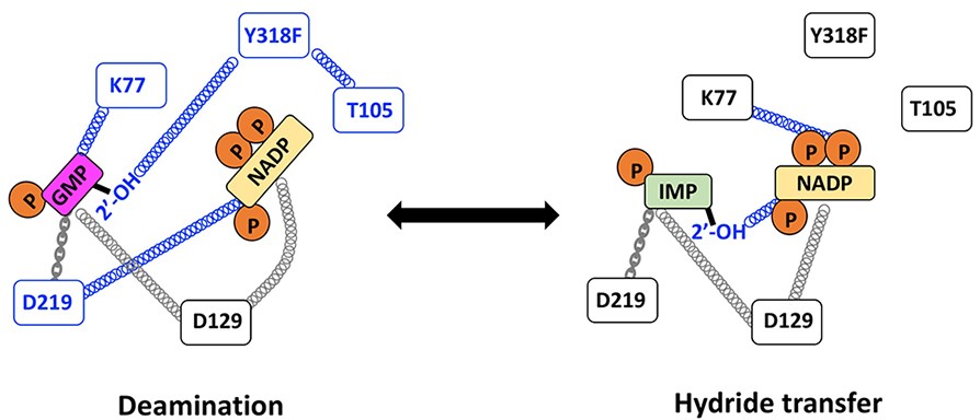 Figure 3. Enzyme evolution