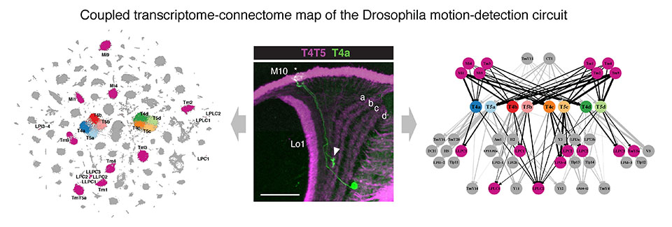 Coupled transcriptome-connectome map of the Drosophila motion-detection circuit