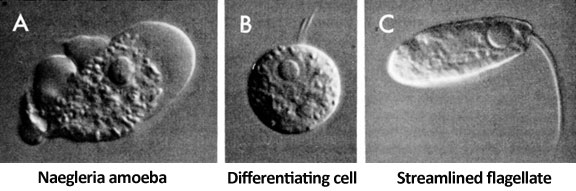 Research image showing Naegleria amoeba