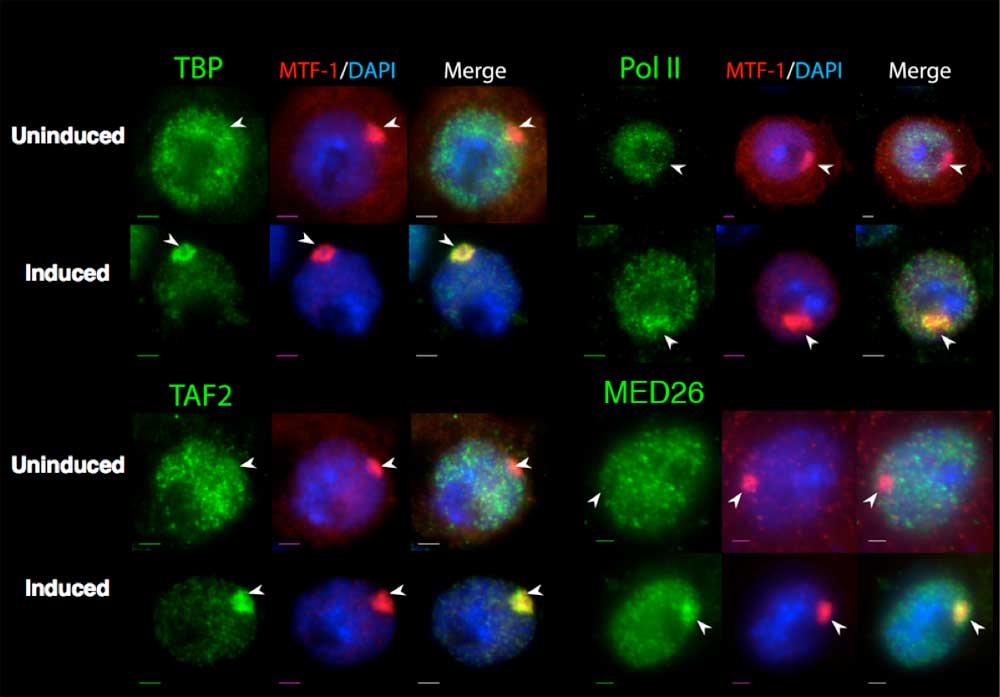 Marr Lab - MTNA Transgene image