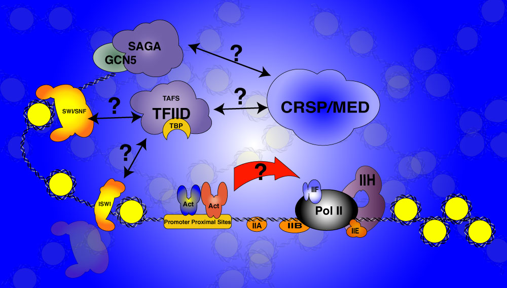 Marr Lab image - Transcription Model